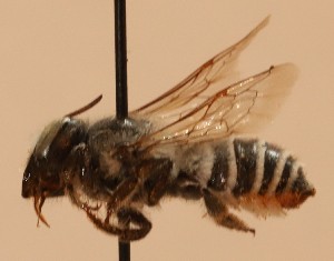  (Megachile melanderi - CCDB-38773 C06)  @11 [ ] copyright (2021) Cory Sheffield Royal Saskatchewan Museum