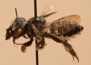  (Megachile brimleyi - CCDB-38773 D03)  @11 [ ] copyright (2021) Cory Sheffield Royal Saskatchewan Museum