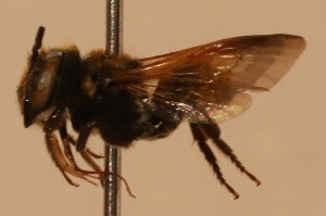  (Megachile aurantipennis - CCDB-38773 D10)  @11 [ ] copyright (2021) Cory Sheffield Royal Saskatchewan Museum