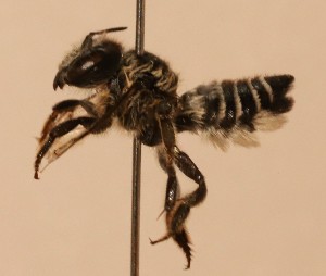  (Megachile pagosiana - CCDB-38773 G06)  @11 [ ] copyright (2021) Cory Sheffield Royal Saskatchewan Museum