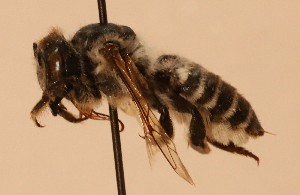  (Megachile laguniana - CCDB-38773 G12)  @11 [ ] copyright (2021) Cory Sheffield Royal Saskatchewan Museum