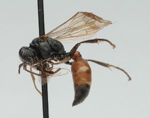  (Lestiphorus new sp - CCDB-38303_A03)  @11 [ ] CreativeCommons - Attribution Share-Alike (2025) Cory Sheffield Royal Saskatchewan Museum