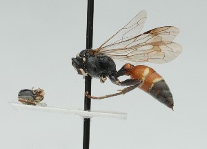  ( - CCDB-38303_A04)  @11 [ ] CreativeCommons - Attribution Share-Alike (2025) Cory Sheffield Royal Saskatchewan Museum