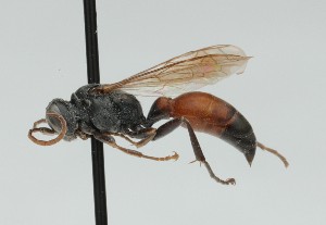  ( - CCDB-38303_A05)  @11 [ ] CreativeCommons - Attribution Share-Alike (2025) Cory Sheffield Royal Saskatchewan Museum