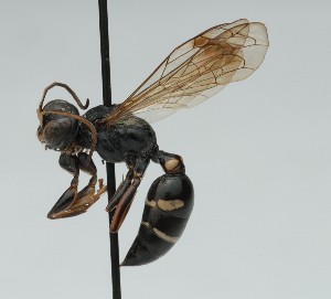  (Lestiphorus mellinoides - CCDB-38303_D10)  @11 [ ] CreativeCommons - Attribution Share-Alike (2025) Cory Sheffield Royal Saskatchewan Museum