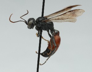  ( - CCDB-38303_D11)  @11 [ ] CreativeCommons - Attribution Share-Alike (2025) Cory Sheffield Royal Saskatchewan Museum