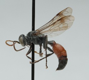  ( - CCDB-38303_D12)  @11 [ ] CreativeCommons - Attribution Share-Alike (2025) Cory Sheffield Royal Saskatchewan Museum