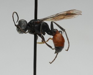  ( - CCDB-38303_E01)  @11 [ ] CreativeCommons - Attribution Share-Alike (2025) Cory Sheffield Royal Saskatchewan Museum