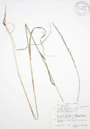  ( - BAR028WP)  @11 [ ] CreativeCommons - Attribution Share-Alike (2012) University of Guelph OAC BIO Herbarium