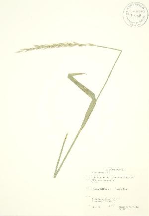  ( - JAG 0007WP)  @11 [ ] CreativeCommons - Attribution Share-Alike (2012) University of Guelph OAC BIO Herbarium