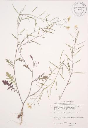  ( - JAG 0243WP)  @11 [ ] CreativeCommons - Attribution Share-Alike (2012) University of Guelph OAC BIO Herbarium