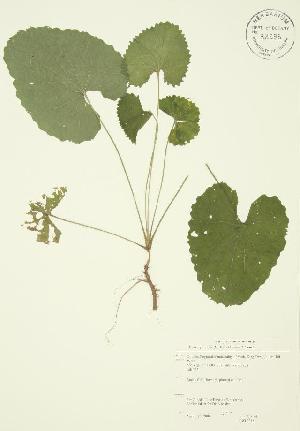  ( - JAG 0018-b)  @11 [ ] CreativeCommons - Attribution Share-Alike (2012) University of Guelph OAC BIO Herbarium