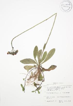  ( - BAR134WP)  @11 [ ] CreativeCommons - Attribution Share-Alike (2012) University of Guelph OAC BIO Herbarium