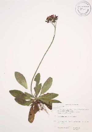  ( - JAG 0193WP)  @11 [ ] CreativeCommons - Attribution Share-Alike (2012) University of Guelph OAC BIO Herbarium