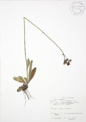  ( - SNEW051_CWP)  @11 [ ] CreativeCommons - Attribution Share-Alike (2012) University of Guelph OAC BIO Herbarium
