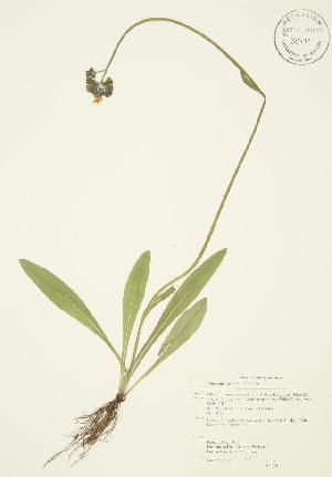  ( - AP054-b)  @11 [ ] CreativeCommons - Attribution Share-Alike (2012) University of Guelph OAC BIO Herbarium
