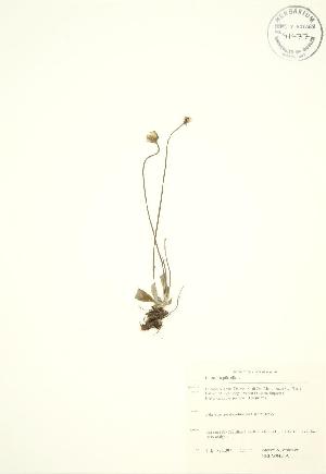  ( - SNEW042_AWP)  @11 [ ] CreativeCommons - Attribution Share-Alike (2012) University of Guelph OAC BIO Herbarium