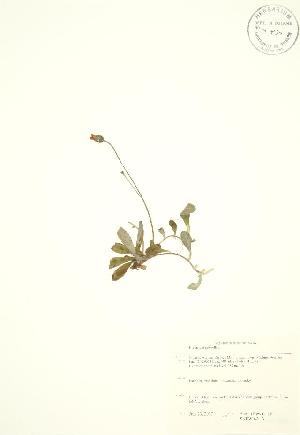  ( - SNEW042_BWP)  @11 [ ] CreativeCommons - Attribution Share-Alike (2012) University of Guelph OAC BIO Herbarium