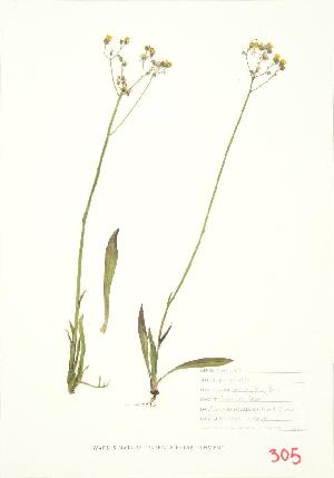  ( - MMD 026WP)  @11 [ ] CreativeCommons - Attribution Share-Alike (2012) University of Guelph OAC BIO Herbarium