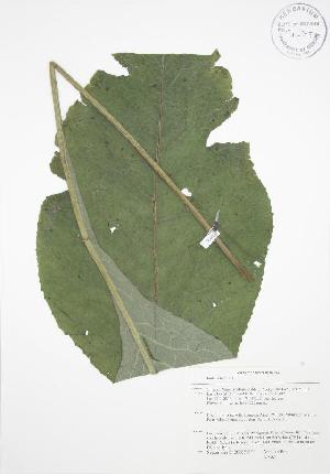  ( - AP382-b)  @11 [ ] CreativeCommons - Attribution Share-Alike (2012) University of Guelph OAC BIO Herbarium