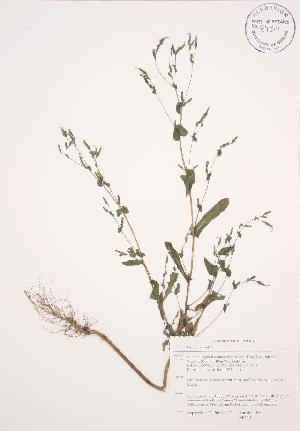  ( - AP420WP)  @11 [ ] CreativeCommons - Attribution Share-Alike (2012) University of Guelph OAC BIO Herbarium