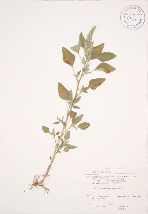  ( - JAG 0689WP)  @11 [ ] CreativeCommons - Attribution Share-Alike (2012) University of Guelph OAC BIO Herbarium