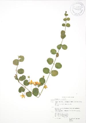  ( - RBG 090WP)  @11 [ ] CreativeCommons - Attribution Share-Alike (2012) University of Guelph OAC BIO Herbarium