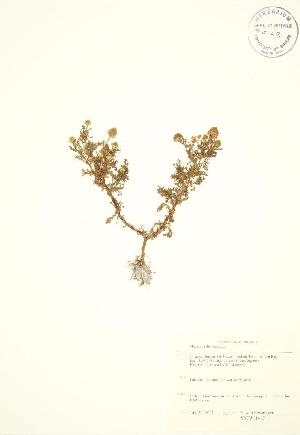  ( - SNEW014_CWP)  @11 [ ] CreativeCommons - Attribution Share-Alike (2012) University of Guelph OAC BIO Herbarium