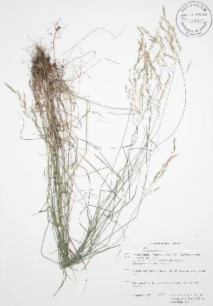  ( - RBG-Blitz 035WP)  @11 [ ] CreativeCommons - Attribution Share-Alike (2012) University of Guelph OAC BIO Herbarium