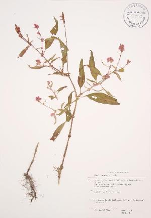  (Persicaria pensylvanica - JAG 0310WP)  @11 [ ] CreativeCommons - Attribution Share-Alike (2012) University of Guelph OAC BIO Herbarium