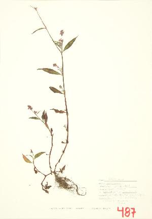  ( - ABM 025WP)  @11 [ ] CreativeCommons - Attribution Share-Alike (2012) University of Guelph OAC BIO Herbarium