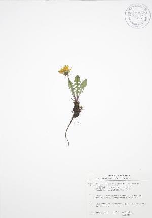  ( - ALR018WP)  @11 [ ] CreativeCommons - Attribution Share-Alike (2012) University of Guelph OAC BIO Herbarium