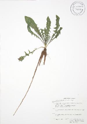  ( - RBG-Blitz 022WP)  @11 [ ] CreativeCommons - Attribution Share-Alike (2012) University of Guelph OAC-BIO Herbarium