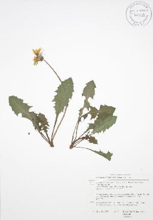  ( - RBG 133WP)  @11 [ ] CreativeCommons - Attribution Share-Alike (2012) University of Guelph OAC BIO Herbarium