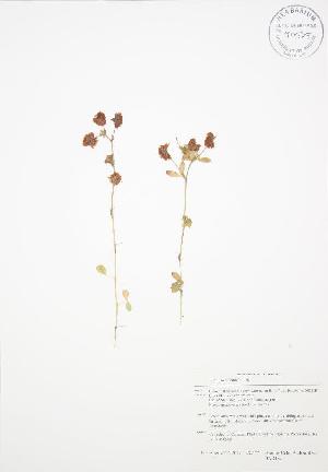  ( - BAR192WP)  @11 [ ] CreativeCommons - Attribution Share-Alike (2012) University of Guelph OAC BIO Herbarium