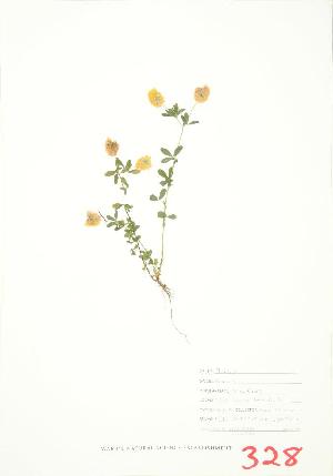  ( - JEM 075WP)  @11 [ ] CreativeCommons - Attribution Share-Alike (2012) University of Guelph OAC BIO Herbarium