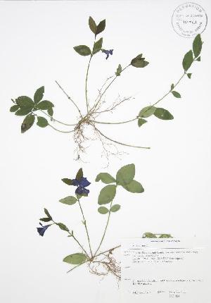  ( - HC 004WP)  @11 [ ] CreativeCommons - Attribution Share-Alike (2012) University of Guelph OAC BIO Herbarium