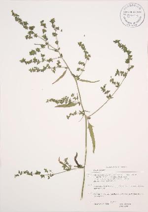  ( - JAG 0290WP)  @11 [ ] CreativeCommons - Attribution Share-Alike (2012) University of Guelph OAC BIO Herbarium