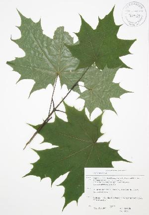  ( - JAG 0571WP)  @11 [ ] CreativeCommons - Attribution Share-Alike (2012) University of Guelph OAC-BIO Herbarium