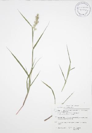  ( - JAG 0776WP)  @11 [ ] CreativeCommons - Attribution Share-Alike (2012) University of Guelph OAC BIO Herbarium