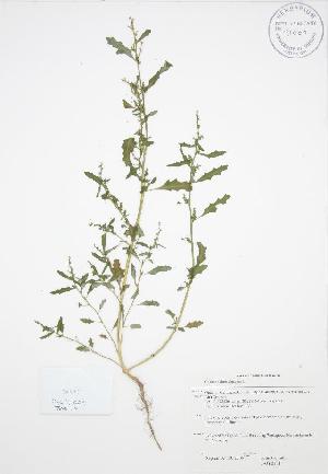  ( - JAG-0131WP)  @11 [ ] CreativeCommons - Attribution Share-Alike (2012) University of Guelph OAC-BIO Herbarium