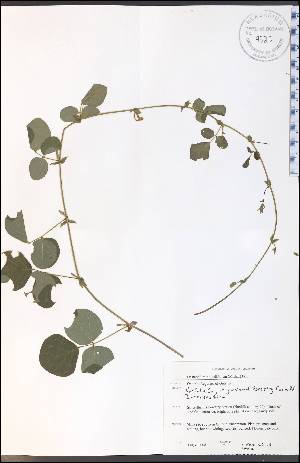  (Desmodium rotundifolium - SW102WEP)  @11 [ ] CreativeCommons - Attribution Non-Commercial Share-Alike (2012) University of Guelph, Canada OAC-BIO Herbarium