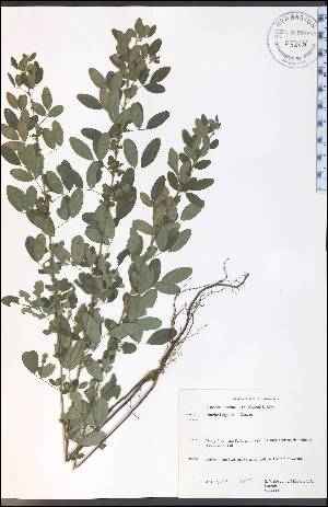  (Lespedeza intermedia - SW164_142WEP)  @11 [ ] CreativeCommons - Attribution Non-Commercial Share-Alike (2012) University of Guelph, Canada OAC-BIO Herbarium