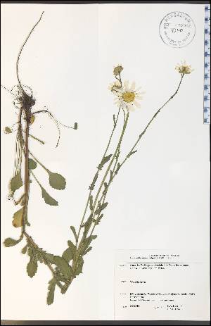  (Leucanthemum - CAL1793WP)  @13 [ ] CreativeCommons - Attribution Non-Commercial Share-Alike (2012) University of Guelph, Canada OAC-BIO Herbarium