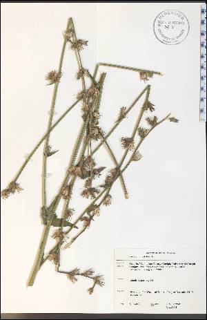  (Cichorium - CAL1852WP)  @13 [ ] CreativeCommons - Attribution Non-Commercial Share-Alike (2012) University of Guelph, Canada OAC-BIO Herbarium