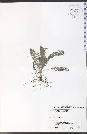  (Tripleurospermum inodorum - WC-90WP)  @11 [ ] CreativeCommons - Attribution Non-Commercial Share-Alike (2012) University of Guelph, Canada OAC-BIO Herbarium