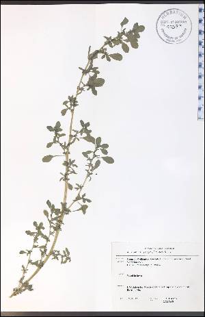  (Amaranthus graecizans - CAL1858WP)  @11 [ ] CreativeCommons - Attribution Non-Commercial Share-Alike (2012) University of Guelph, Canada OAC-BIO Herbarium