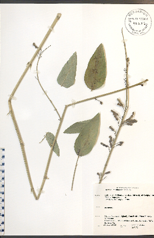  (Desmodium illinoense - SW172WEP)  @11 [ ] CreativeCommons - Attribution Share-Alike (2012) University of Guelph OAC-BIO Herbarium