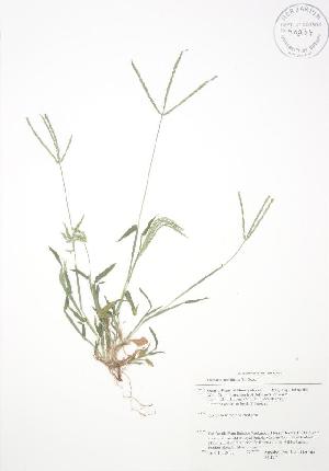  ( - AP477WP)  @11 [ ] CreativeCommons - Attribution Share-Alike (2012) University of Guelph OAC BIO Herbarium