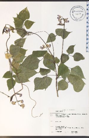  ( - RS11-1WEP)  @11 [ ] CreativeCommons - Attribution Share-Alike (2012) University of Guelph OAC-BIO Herbarium